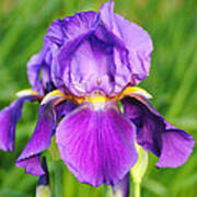 Purple And Yellow Iris Flower Art Print