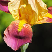 Purple And Yellow Iris Iii Art Print