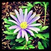 #purple #daisy #flower #flowers #garden Art Print