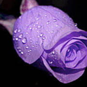 Purple Rain Drops Art Print