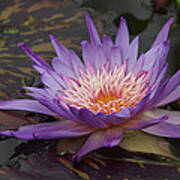 Purple Water Lilly Art Print