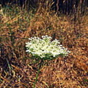 Queen Anne's Lace On The Beach Art Print