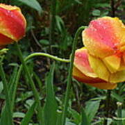 Raindrops And Tulips Art Print