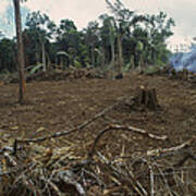 Rainforest Deforestation, French Guiana Art Print