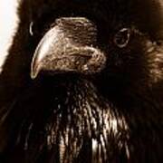 Raven In Black Art Print