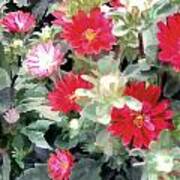 Red Asters Art Print