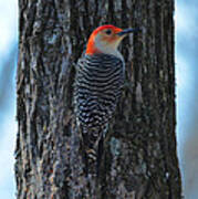 Red-bellied Woodpecker Art Print