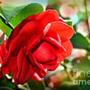 Red Camellia Art Print