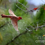 Red Cardinal Flight Art Print