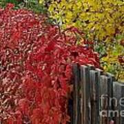 Red Fence Art Print