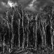 Red Forest Bw Art Print