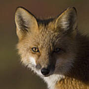 Red Fox Vulpes Vulpes Portrait, Alaska Art Print