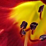 Red Lily Center 5 Art Print