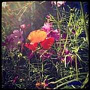 Red Poppy Dappled With Light Art Print