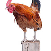 Red Rooster On Fence Post Isolated White Art Print