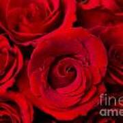 Red Rose Bouquet Dream Art Print