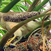 Red Shouldered Hawk With Snake Art Print