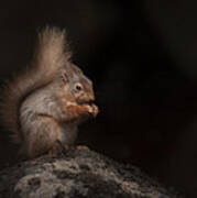 Red Squirrel Portrait Art Print