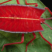Red Stink Bug Brunei Art Print