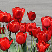 Red Tulips Welcome Spring Art Print
