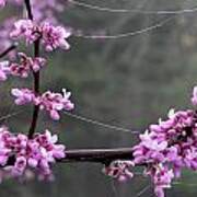 Redbud With Webs And Dew Art Print