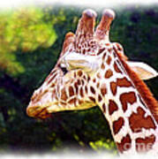 Reticulated Giraffe Art Print