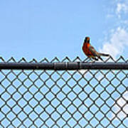 Robin Bird Sitting On A Fence Art Print