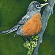 Robin On Branch In Forest Art Print