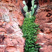 Rock And Cactus Art Print