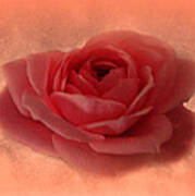 Rose Blush Art Print