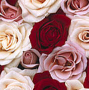 Rose Rosa Sp Flowers, Close Up Of Many Art Print
