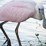 Roseate Spoonbill 3 Art Print