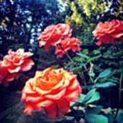 Roses :) #roses #orangeroses #flowers Art Print