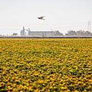 Safflower And Egret Art Print