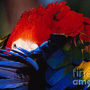 Scarlet Macaw Art Print