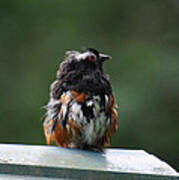 Scruffy Towhee Art Print