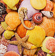 Sea Horse Starfish And Seashells Art Print