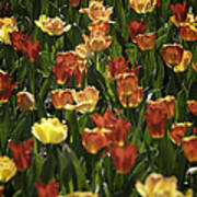 Sea Of Tulips Art Print