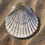 Sea Shell 2 Art Print