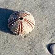 Sea Urchin And Shell Art Print