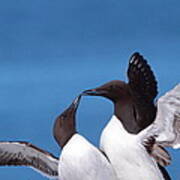 Seabird Love Art Print