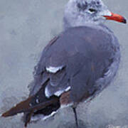 Seagull Portrait I Art Print
