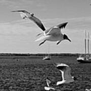 Seagull Sailing Art Print