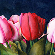 Sennelier Tulips Art Print