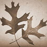 Sepia Leaves Art Print