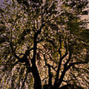 Shady Tree ... Art Print