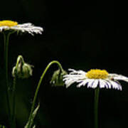 Shasta Daisies Art Print