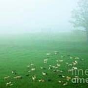 Sheep In Fog Art Print