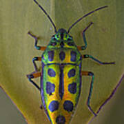 Shield Bug On Leaf Guinea West Africa Art Print