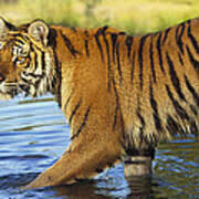 Siberian Tiger Walking Art Print